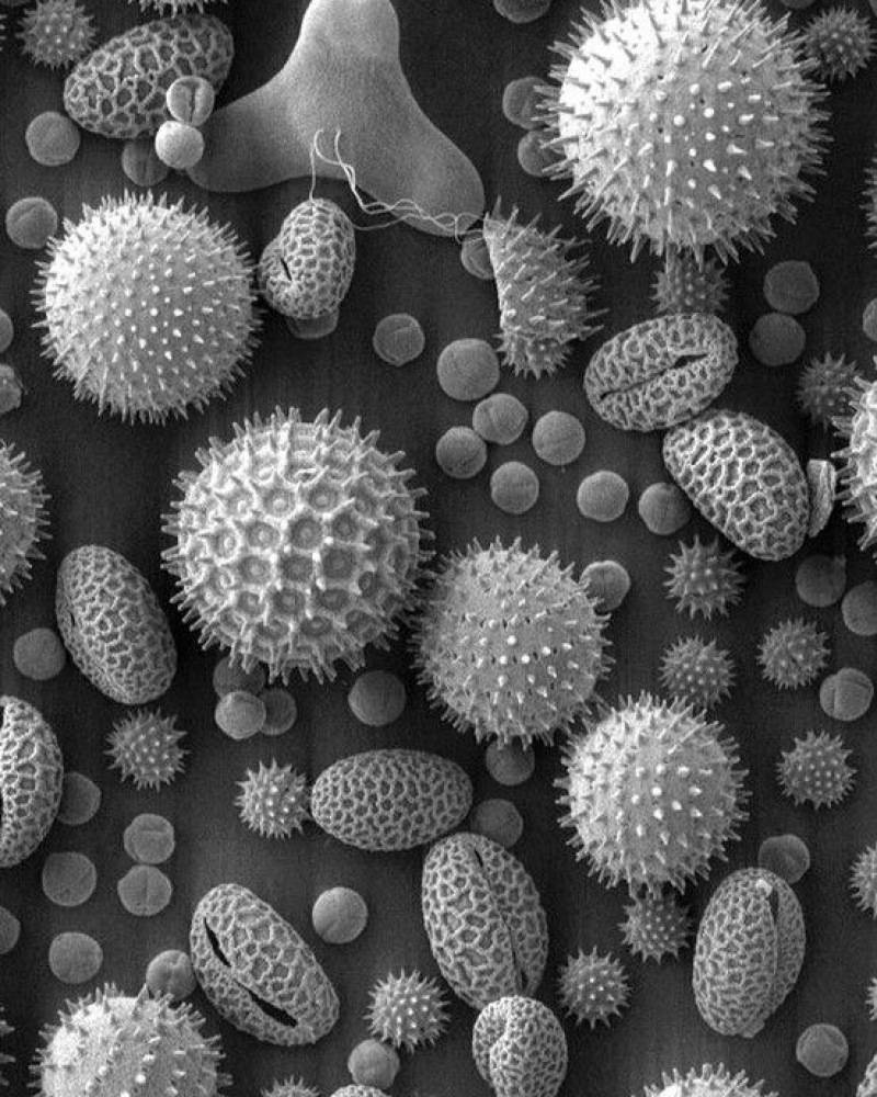 hooikoorts pollen